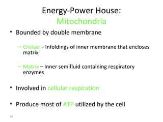 48 
Energy-Power House: 
Mitochondria 
• Bounded by double membrane 
– Cristae – Infoldings of inner membrane that encloses 
matrix 
– Matrix – Inner semifluid containing respiratory 
enzymes 
• Involved in cellular respiration 
• Produce most of ATP utilized by the cell 
 