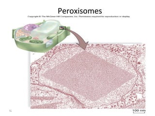 52 
Peroxisomes 
 