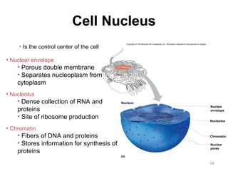 Nuclear 
envelope 
54 
Cell Nucleus 
• Is the control center of the cell 
• Nuclear envelope 
• Porous double membrane 
• Separates nucleoplasm from 
cytoplasm 
• Nucleolus 
• Dense collection of RNA and 
proteins 
• Site of ribosome production 
• Chromatin 
• Fibers of DNA and proteins 
• Stores information for synthesis of 
proteins 
Copyright © The McGraw-Hill Companies, Inc. Permission required for reproduction or display. 
Nucleus 
Nucleolus 
Chromatin 
(a) 
Nuclear 
pores 
 