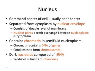 55 
Nucleus 
• Command center of cell, usually near center 
• Separated from cytoplasm by nuclear envelope 
– Consists of double layer of membrane 
– Nuclear pores permit exchange between nucleoplasm 
& cytoplasm 
• Contains chromatin in semifluid nucleoplasm 
– Chromatin contains DNA of genes 
– Condenses to form chromosomes 
• Dark nucleolus composed of rRNA 
– Produces subunits of ribosomes 
 