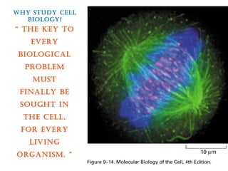 Why Study Cell 
Biology? 
“ the key to 
every 
BiologiCal 
proBlem 
muSt 
finally Be 
Sought in 
the Cell, 
for every 
living 
organiSm. ” 
 