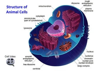 Structure of 
Animal Cells 
Cell Video 
 