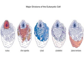 Major Divisions of the Eukaryotic Cell 
 