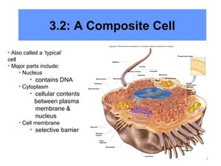 9 
3.2: A Composite Cell 
• Also called a ‘typical’ 
cell 
• Major parts include: 
• Nucleus 
• contains DNA 
• Cytoplasm 
• cellular contents 
between plasma 
membrane & 
nucleus 
• Cell membrane 
• selective barrier 
Microtubules 
Flagellum 
Nucleus 
Nuclear envelope 
Basal body 
Chromatin 
Ribosomes 
Cell membrane 
Mitochondrion 
Rough 
Endoplasmic 
reticulum 
Cilia 
Microtubules 
Microtubule 
Centrioles 
Microvilli 
Nucleolus 
Lysosomes 
Phospholipid bilayer 
Smooth 
Endoplasmic 
reticulum 
Copyright © The McGraw-Hill Companies, Inc. Permission required for reproduction or display. 
Secretory 
vesicles 
Golgi 
apparatus 
 