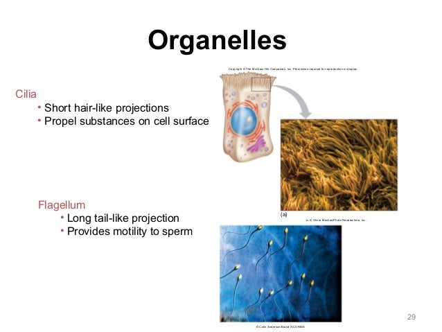 Cell Anatomy