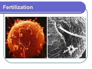 Fertilization