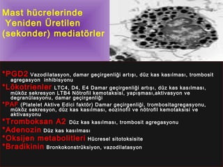 Mast hücrelerinde 
Yeniden Üretilen 
(sekonder) mediatörler 
*PGD2 Vazodilatasyon, damar geçirgenliği artışı, düz kas kasılması, trombosit 
agregasyon inhibisyonu 
*Lökotrienler LTC4, D4, E4 Damar geçirgenliği artışı, düz kas kasılması, 
müköz sekresyon LTB4 Nötrofil kemotaksisi, yapışması,aktivasyon ve 
degranülasyonu, damar geçirgenliği 
*PAF (Platelet Aktive Edici faktör) Damar geçirgenliği, trombositagregasyonu, 
müköz sekresyon, düz kas kasılması, eozinofil ve nötrofil kemotaksisi ve 
aktivasyonu 
*Tromboksan A2 Düz kas kasılması, trombosit agregasyonu 
*Adenozin Düz kas kasılması 
*Oksijen metabolitleri Hücresel sitotoksisite 
*Bradikinin Bronkokonstrüksiyon, vazodilatasyon 
 