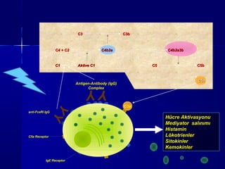 CC55aa 
CC33 CC33bb 
CC44 ++ CC22 CC44bb22aa CC44bb22aa33bb 
CC11 AAkkttiivvee CC11 CC55 CC55bb 
C5a 
anti-FceRI IgG 
C5a Receptor 
IgE Receptor 
Hücre Aktivasyonu 
Mediyator salınımı 
Histamin 
Lökotrienler 
Sitokinler 
Kemokinler 
Antigen-Antibody (IgG) 
Complex 
Y Y 
YY 
 