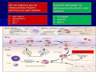 IgE den bbaağğıımmssıızz ggeeçç ffaazz 
rreeaakkssiiyyoonnllaarrddaa HHiissttaammiinn 
ssaallıınnıımmıınnaa yyooll aaççaann ffaakkttöörrlleerr 
 MMCCPP--11==MMCCPP--33 
 RRAANNTTEESS==MMCCPP--22 
 MMIIPP --11aa 
 MMIIPP--11 
EEoossiinnooffiill kkeemmoottaakkssii vvee 
aakkttiivvaassyyoonnuunnddaa öönneemmllii oollaann 
ffaakkttöörrlleerr 
 EEOOTTAAKKSSİİNN 
 RRAANNTTEESS 
 MMCCPP--33 
EEoossiinnooffiill aappooppiittoozz iinnhh 
 