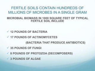 FERTILE SOILS CONTAIN HUNDREDS OF
MILLIONS OF MICROBES IN A SINGLE GRAM
MICROBIAL BIOMASS IN 1000 SQUARE FEET OF TYPICAL
FERTILE SOIL INCLUDE
12 POUNDS OF BACTERIA
17 POUNDS OF ACTINOMYCETES
(BACTERIA THAT PRODUCE ANTIBIOTICS)
35 POUNDS OF FUNGI
8 POUNDS OF PROTOZOA (DECOMPOSERS)
3 POUNDS OF ALGAE