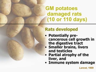 GM potatoes
damaged rats
(10 or 110 days)
Rats developed
• Potentially pre-cancerous
cell growth in
the digestive tract
• Smaller brains, livers
and testicles
• Partial atrophy of the
liver, and
• Immune system damage
Lancet, 1999