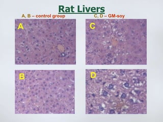 Rat Livers
C, D – GM-soy
group
А, B – control group
A
B
C
D