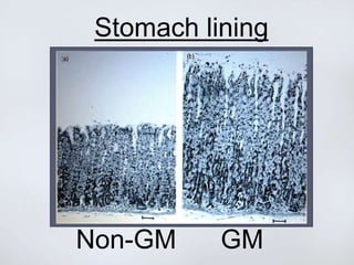Stomach lining
Non-GM GM