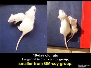 19-day old rats
Larger rat is from control group;
smaller from GM-soy group. Irina Ermakova,
2005-2007