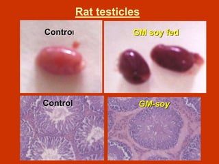 Rat testicles
Control GM soy fed
Control GM-soy