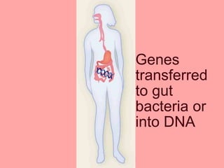 Genes
transferred
to gut
bacteria or
into DNA