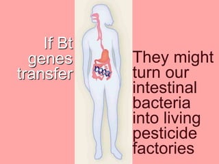 If Bt
genes
transfer
They might
turn our
intestinal
bacteria
into living
pesticide
factories