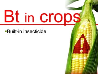 Bt in crops
Built-in insecticide