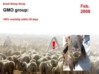 Small Sheep Study
GMO group:
100% mortality within 30 days
Feb.
2008