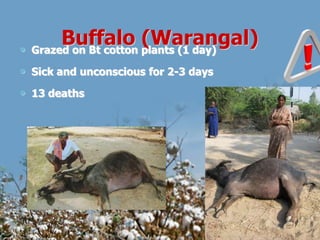 Buffalo (Warangal) Grazed on Bt cotton plants (1 day)
Sick and unconscious for 2-3 days
13 deaths