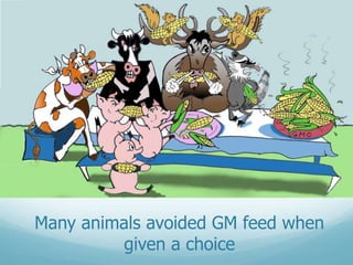 Many animals avoided GM feed when
given a choice