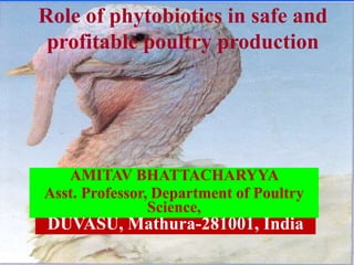 Role of phytobiotics in safe and 
profitable poultry production 
AMITAV BHATTACHARYYA 
Asst. Professor, Department of Poultry 
Science, 
DUVASU, Mathura-281001, India 
 