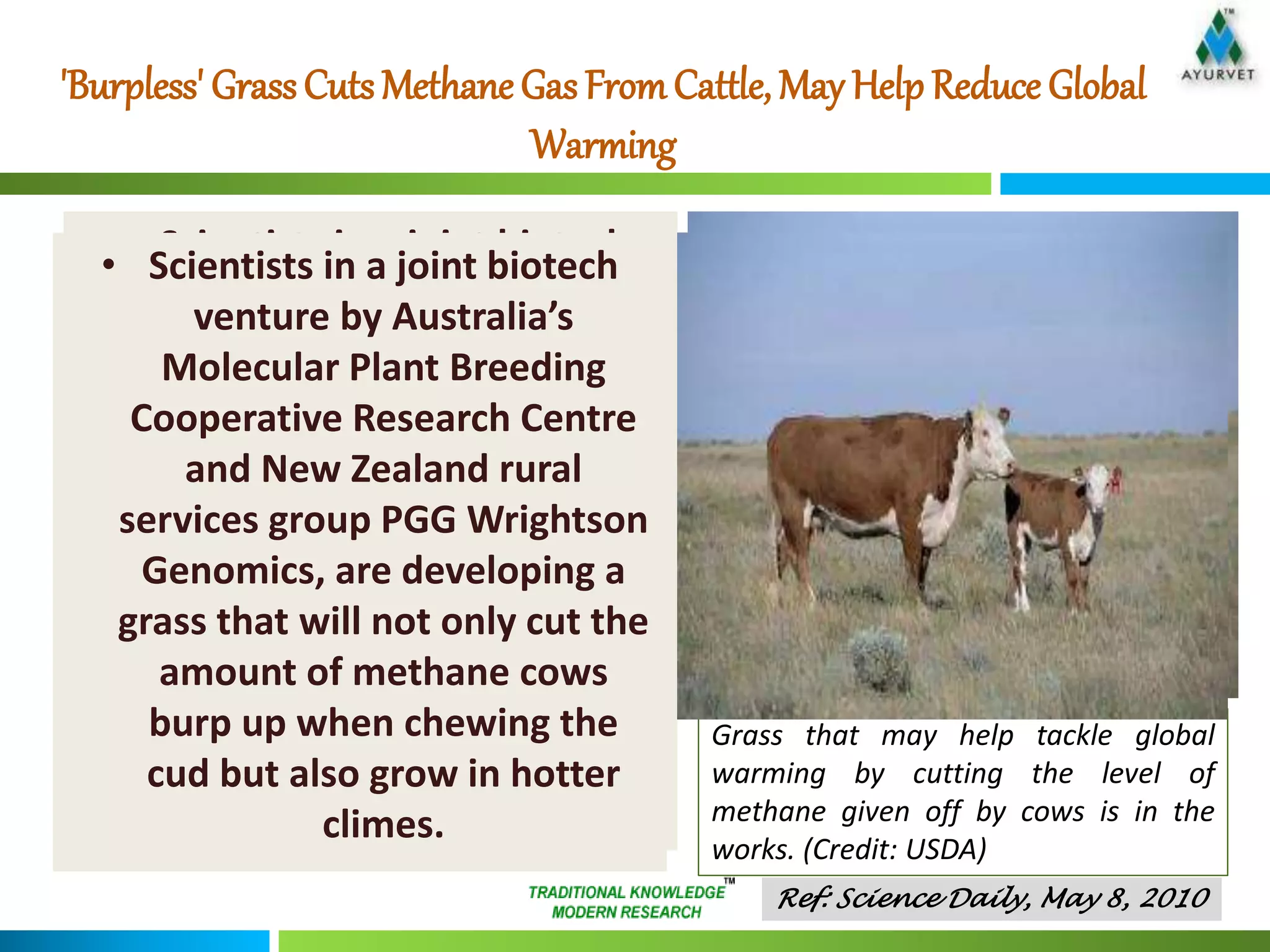 'Burpless' Grass Cuts Methane Gas From Cattle, May Help Reduce Global 
Warming 
• Scientists in a joint biotech 
venture by Australia’s 
Molecular Plant Breeding 
Cooperative Research Centre 
and New Zealand rural 
services group PGG Wrightson 
Genomics, are developing a 
grass that will not only cut the 
amount of methane cows 
burp up when chewing the 
cud but also grow in hotter 
climes. 
Grass that may help tackle global 
warming by cutting the level of 
methane given off by cows is in the 
works. (Credit: USDA) 
Ref: Science Daily, May 8, 2010 
• Scientists in a joint biotech 
venture by Australia’s 
Molecular Plant Breeding 
Cooperative Research Centre 
and New Zealand rural 
services group PGG Wrightson 
Genomics, are developing a 
grass that will not only cut the 
amount of methane cows 
burp up when chewing the 
cud but also grow in hotter 
climes. 
 