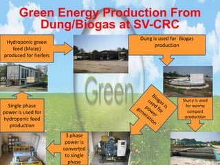 Green Energy Production From 
Dung/Biogas at SV-CRC 
Slurry is used 
for wormy 
compost 
production 
3 phase 
power is 
converted 
to single 
phase 
Hydroponic green 
feed (Maize) 
produced for heifers 
Single phase 
power is used for 
hydroponic feed 
production 
Dung is used for Biogas 
production 
 