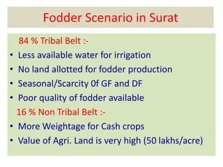 Fodder Scenario in Surat 
84 % Tribal Belt :- 
• Less available water for irrigation 
• No land allotted for fodder production 
• Seasonal/Scarcity 0f GF and DF 
• Poor quality of fodder available 
16 % Non Tribal Belt :- 
• More Weightage for Cash crops 
• Value of Agri. Land is very high (50 lakhs/acre) 
 