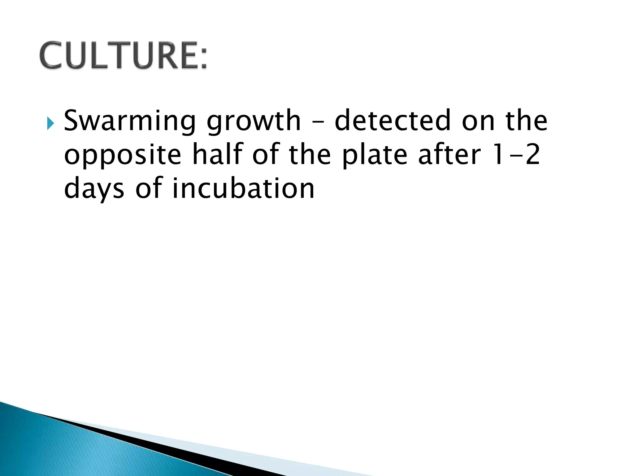  Swarming growth – detected on the
opposite half of the plate after 1-2
days of incubation
 