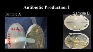 Antibiotic Production I
Sample A Sample B
 