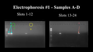 Electrophoresis #1 - Samples A-D
Slots 1-12
B
C
A
D
Slots 13-24
 