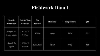 Fieldwork Data I
Sample
Extraction
Date & Time
Collected
Site
Features
Humidity Temperature pH
Sample A -
Centro Médico
01/28/15
5:42 pm
Urban Moist 302 K 7.33
Sample B-
Spout
01/29/15
6:45 am
Semi Rural Moist 296 K 6.50
 