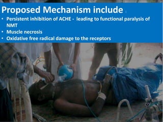 Proposed Mechanism include :
• Persistent inhibition of ACHE - leading to functional paralysis of
NMT
• Muscle necrosis
• Oxidative free radical damage to the receptors
 