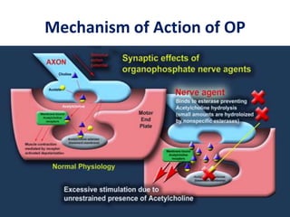 Mechanism of Action of OP
 