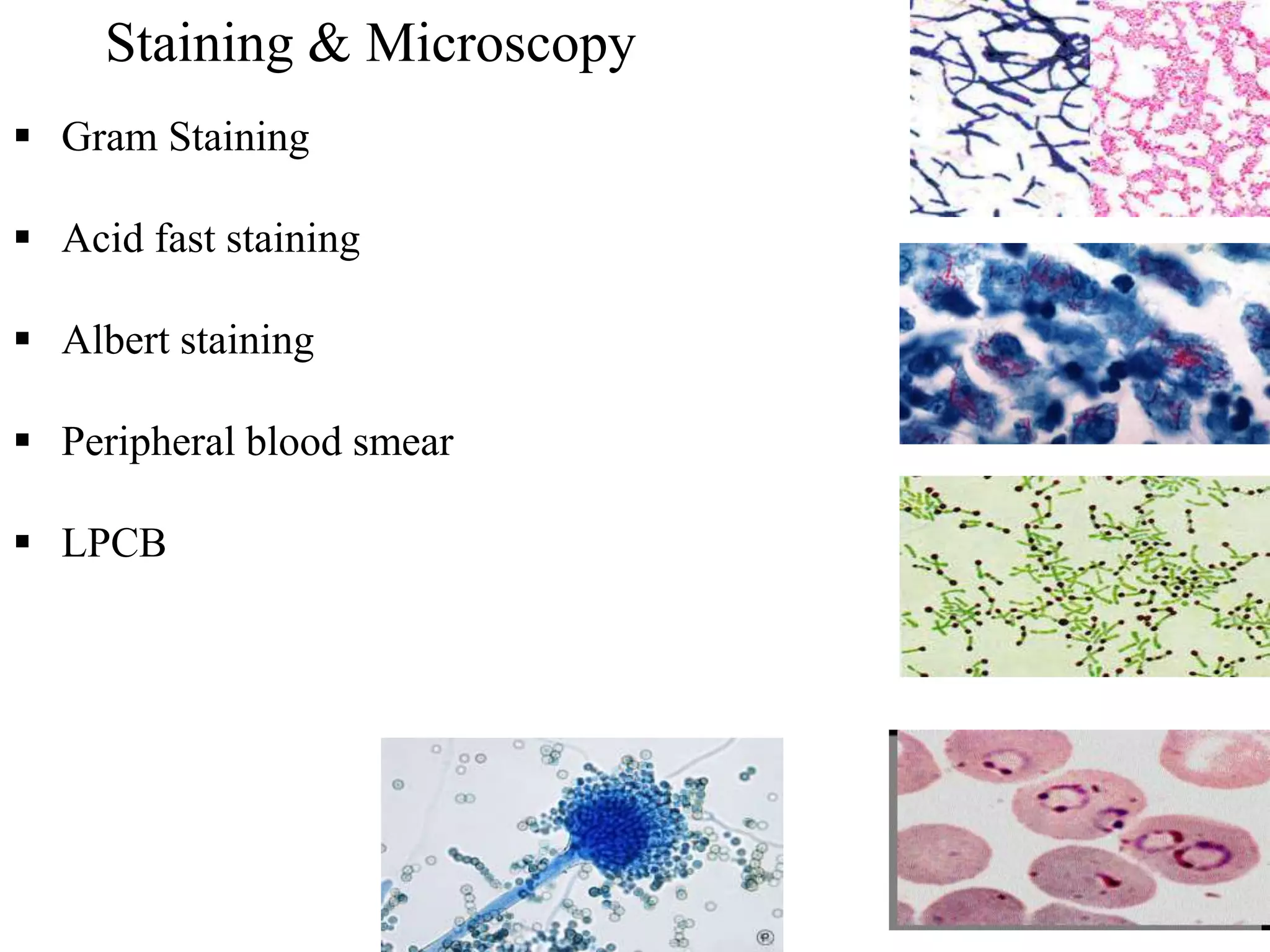 Staining & Microscopy
 Gram Staining
 Acid fast staining
 Albert staining
 Peripheral blood smear
 LPCB
 