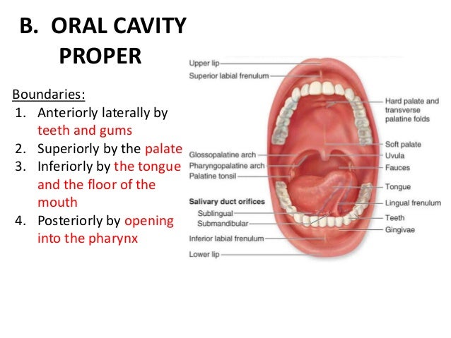 Anatomy Oral 25