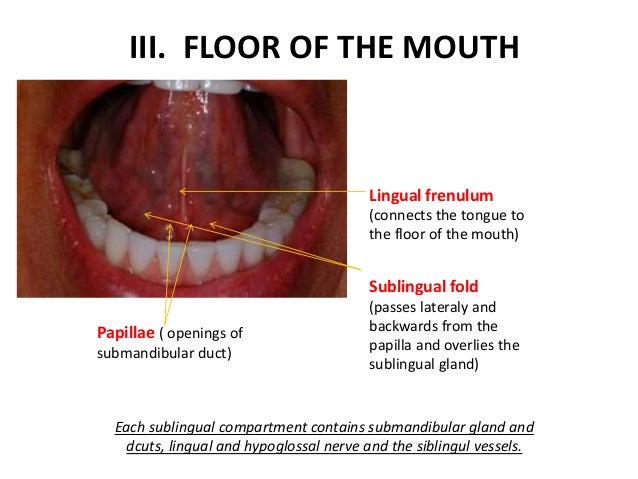 Floor Of The Mouth Anatomy 25