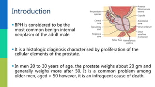  It is a histologic diagnosis characterised by proliferation of the
cellular elements of the prostate.
 In men 20 to 30 years of age, the prostate weighs about 20 gm and
generally weighs more after 50. It is a common problem among
older men, aged > 50 however, it is an infrequent cause of death.
 BPH is considered to be the
most common benign internal
neoplasm of the adult male.
Introduction
 