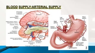 BLOOD SUPPLY:ARTERIAL SUPPLY
a. The left gastric artery
b. Right gastric artery
c. Right gastro-epiploic artery
d. Left gastro-epiploic artery
e. Short gastric arteries
The corresponding veins drain into portal system.
The lymphatic drainage of the stomach corresponding
its blood supply.
 