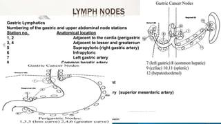 LYMPH NODES
Gastric Lymphatics
Numbering of the gastric and upper abdominal node stations
Station no. Anatomical location
1, 2 Adjacent to the cardia (perigastric)
3, 4 Adjacent to lesser and greatercurve
5 Suprapyloric (right gastric artery)
6 Infrapyloric
7 Left gastric artery
8 Common hepatic artery
9 Coeliac artery
10 Hilum of the spleen
11 Splenic artery
12 Hepaticoduodenal ligament
13 Behind pancreatic head
14 At the root of the mesentery (superior mesenteric artery)
15 Middle colic artery
16 Para-aortic
 