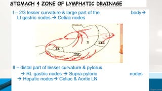 STOMACH 4 ZONE OF LYMPHATIC DRAINAGE
I – 2/3 lesser curvature & large part of the body
Lt gastric nodes  Celiac nodes
II – distal part of lesser curvature & pylorus
 Rt. gastric nodes  Supra-pyloric nodes
 Hepatic nodes Celiac & Aortic LN
 