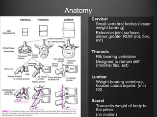 Cervical
Small vertebral bodies (lesser
weight bearing)
Extensive joint surfaces
allows greater ROM (rot, flex,
ext)
Thoracic
Rib bearing vertebrae
Designed to remain stiff
(minimal flex, ext)
Lumbar
Weight-bearing vertebrae,
houses cauda equine. (min
rot)
Sacral
Transmits weight of body to
the pelvis.
(no motion)
Anatomy
 
