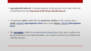 • supraglenoid tubercle is located superior to the glenoid cavity and is the site
of attachment for the long head of the biceps brachii muscle.
• A prominent spine subdivides the posterior surface of the scapula into a
small, superior supraspinous fossa and a much larger, inferior infraspinous
fossa.
• The acromion, which is an anterolateral projection of the spine, arches over
the glenohumeral joint and articulates, via a small oval facet on its distal end,
with the clavicle.
 