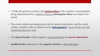 • Unlike the posterior surface, the costal surface of the scapula is unremarkable,
being characterized by a shallow concave subscapular fossa over much of its
extent .
• The costal surface and margins provide for muscle attachment, and the costal
surface, together with its related muscle (subscapularis), moves freely over the
underlying thoracic wall.
• The lateral border of the scapula is strong and thick for muscle attachment,
• medial border and much of the superior border is thin and sharp.
 