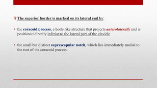  The superior border is marked on its lateral end by:
• the coracoid process, a hook-like structure that projects anterolaterally and is
positioned directly inferior to the lateral part of the clavicle
• the small but distinct suprascapular notch, which lies immediately medial to
the root of the coracoid process.
 