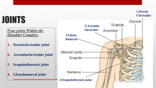 JOINTS
Four joints Within the
Shoulder Complex:
1. Sternoclavicular joint
2. Acromioclavicular joint
3. Scapulothoracic joint
4. Glenohumeral joint
1.Sterno
Clavicular
2.Acromio
clavicular
3.Gleno
humeral
4.Scapulothoracic joint
 