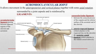 ACROMIOCLAVICULAR JOINT
It allows movement in the anteroposterior and vertical planes together with some axial rotation.
surrounded by a joint capsule and is reinforced by
LIGAMENTS:
acromioclavicular
ligament passing
between adjacent
regions of the
clavicle and
acromion
coracoclavicular ligament-
• between the coracoid process
of the scapula and the inferior
surface of the acromial end of
the clavicle
• anterior trapezoid ligament
(which attaches to the
trapezoid line on the clavicle)
& a posterior conoid
ligament (which attaches to
the related conoid tubercle)
 