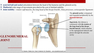 GLENOHUMERAL
JOINT
 synovial ball and socket articulation between the head of the humerus and the glenoid cavity.
 Multiaxial wide range of movements provided at the cost of skeletal stability
 Joint stability - rotator cuff muscles, the long head of the biceps brachii , bony processes, extracapsular ligaments
The glenoid cavity is deepened
and expanded peripherally by the
glenoid labrum
Superiorly, this labrum is
continuous with the tendon of
the long head of the biceps
brachii muscle, which attaches
to the supraglenoid tubercle and
passes through the articular
cavity
 
