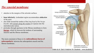 The synovial membrane
• attaches to the margins of the articular surfaces
• loose inferiorly. (redundant region accommodates abduction
of the arm)
• also folds around the tendon of the long head of the biceps
brachii and extends along the tendon as it passes into the
intertubercular sulcus.
• protrudes through apertures in the fibrous membrane to form
bursae, which lie between the tendons of surrounding
muscles and the fibrous membrane.
The most consistent of these is the subtendinous bursa of
subscapularis, between the subscapularis muscle and the
fibrous membrane.
 